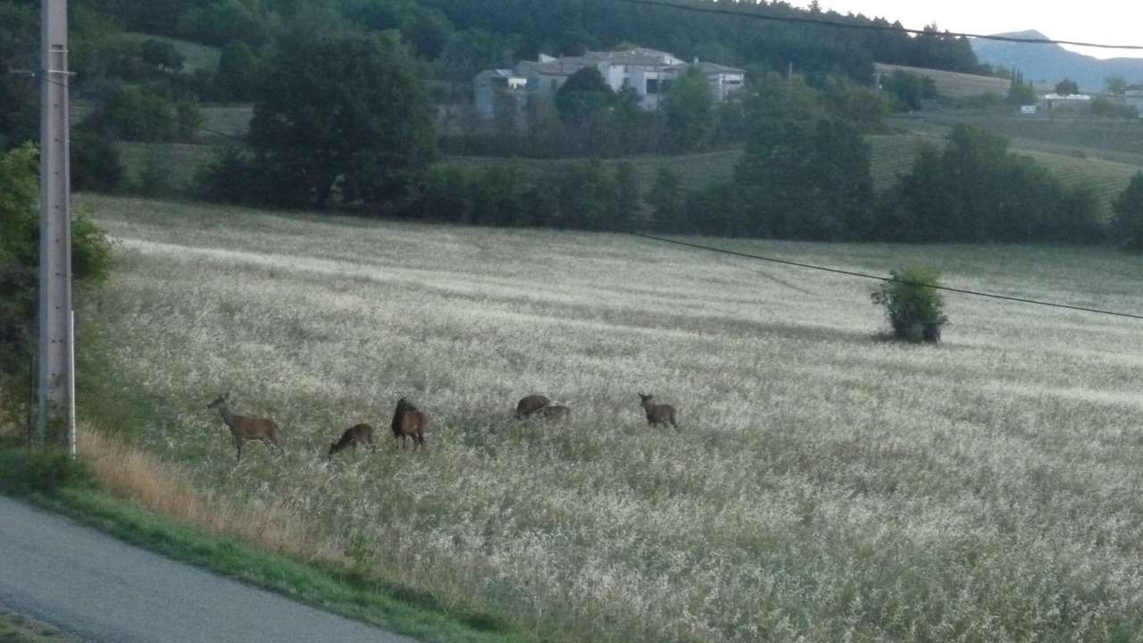 Photo of Others in Sault