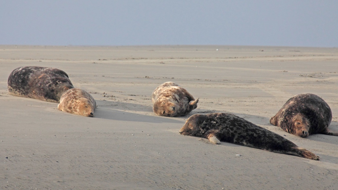 Photo of Others in Fort-Mahon-Plage