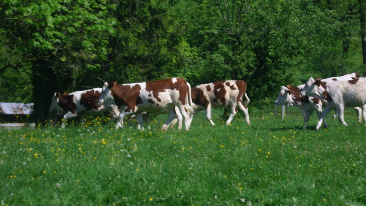 Photo of Outdoor in Plasne