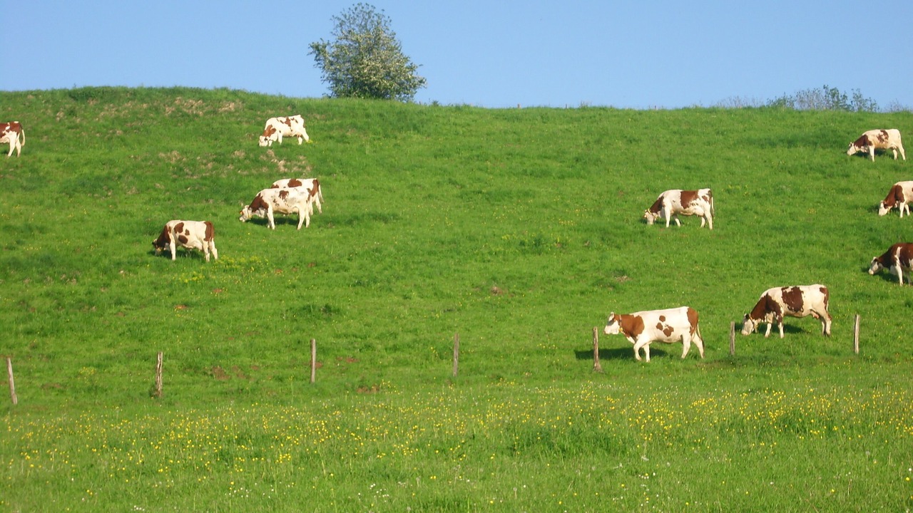 Photo of Outdoor in Plasne