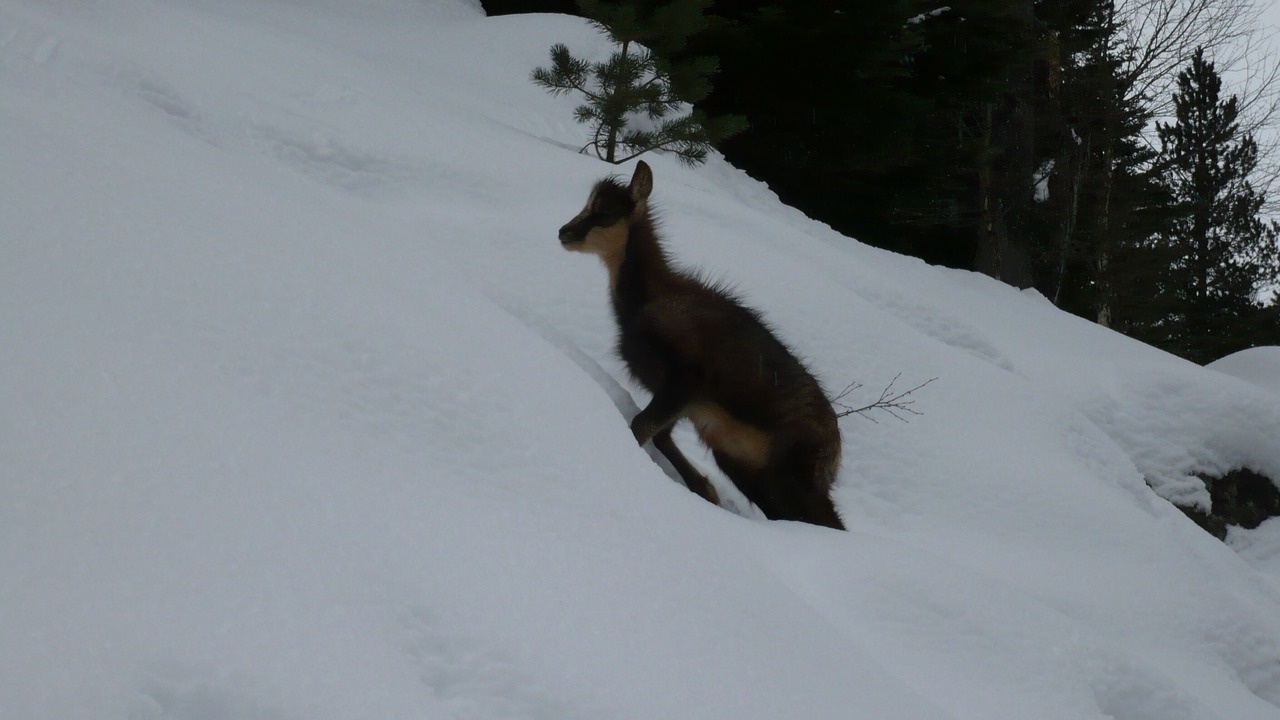 Photo of Others in Cauterets