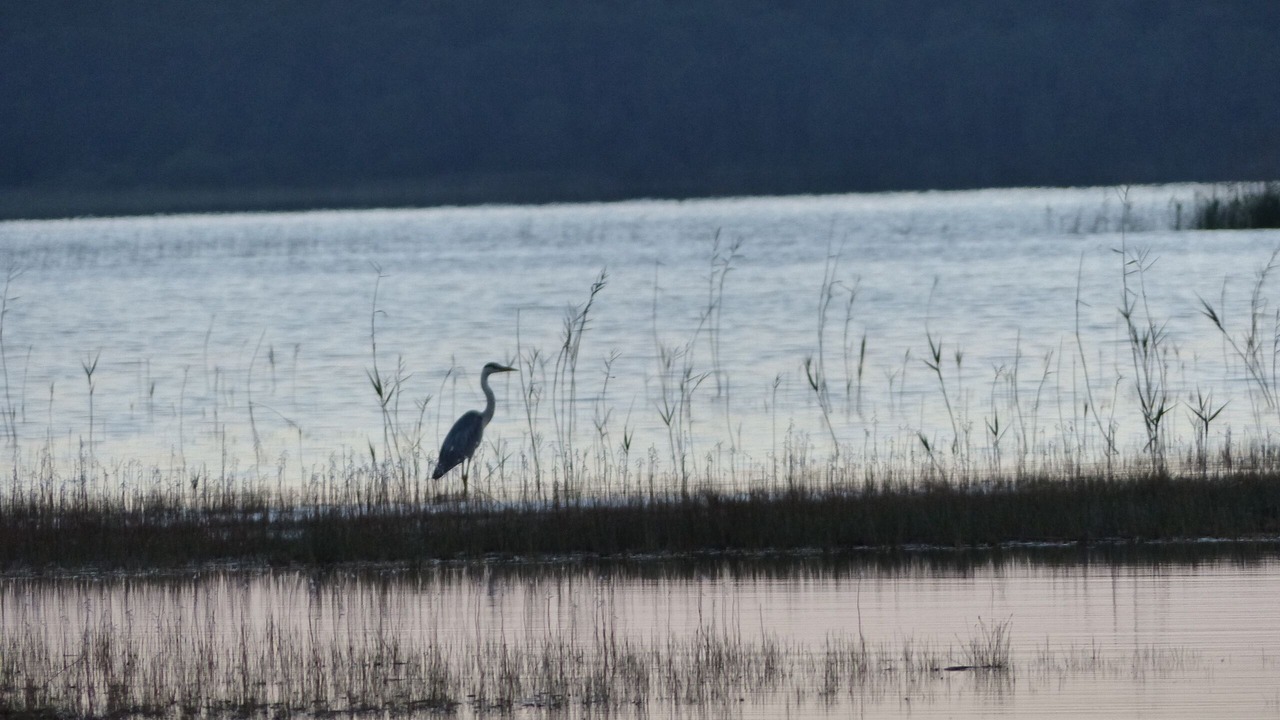 Photo of Others in Hourtin Port