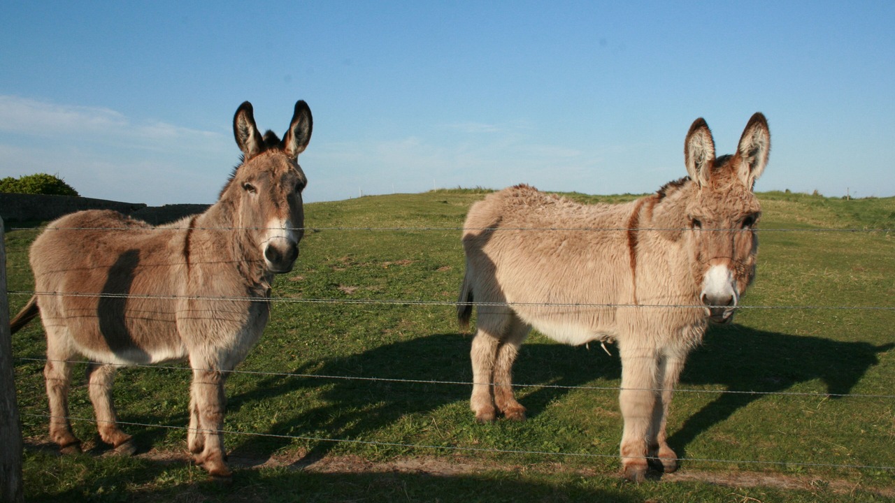 Photo of Outdoor in Sainte-Marie-du-Mont