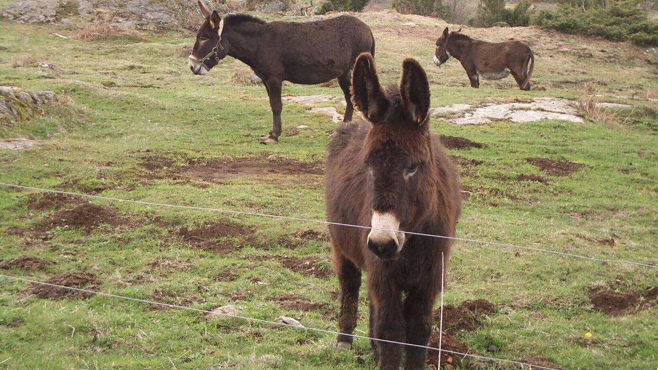 Photo of Outdoor in Saint-Genes-Champespe