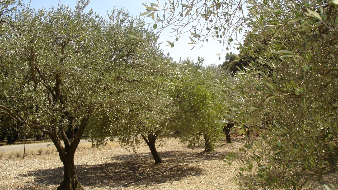 Photo of Outdoor in Montsegur-sur-Lauzon