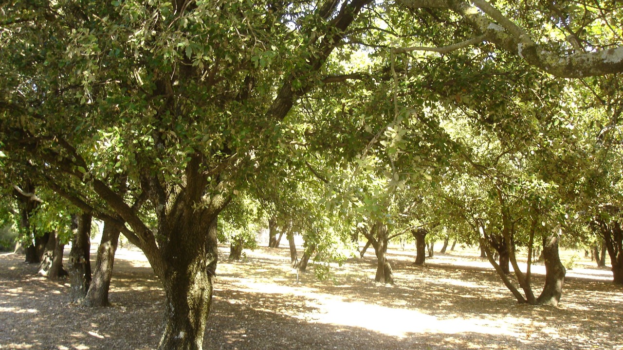 Photo of Outdoor in Montsegur-sur-Lauzon
