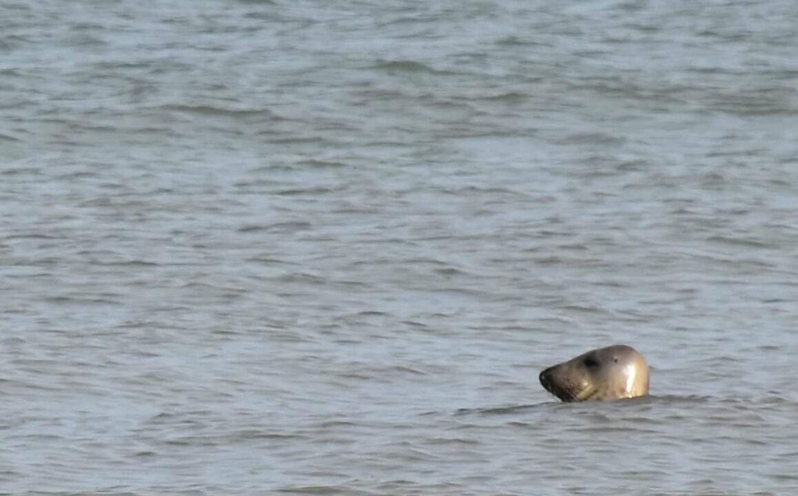 Photo of Others in Sainte-Honorine-des-Pertes