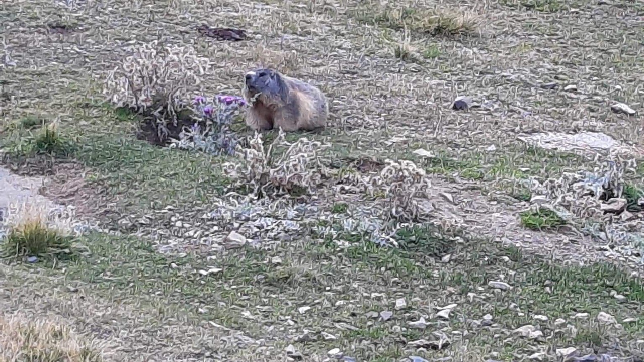 Photo of Others in Saint-Lary-Soulan