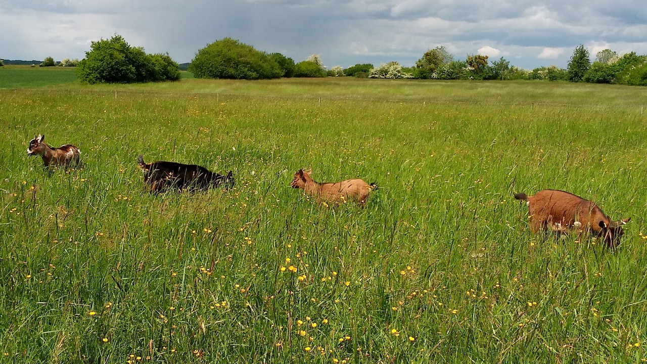 Photo of Others in Berig-Vintrange