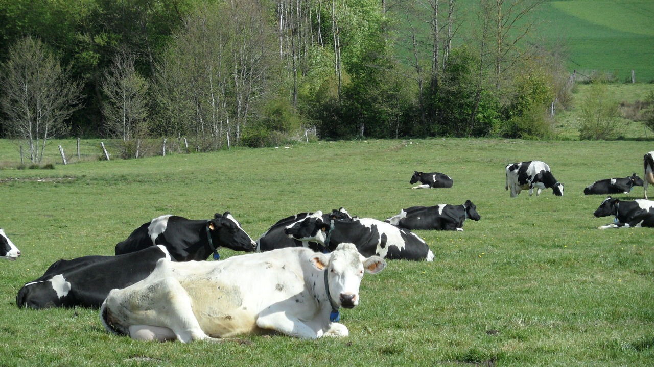 Photo of Others in Bocquegney