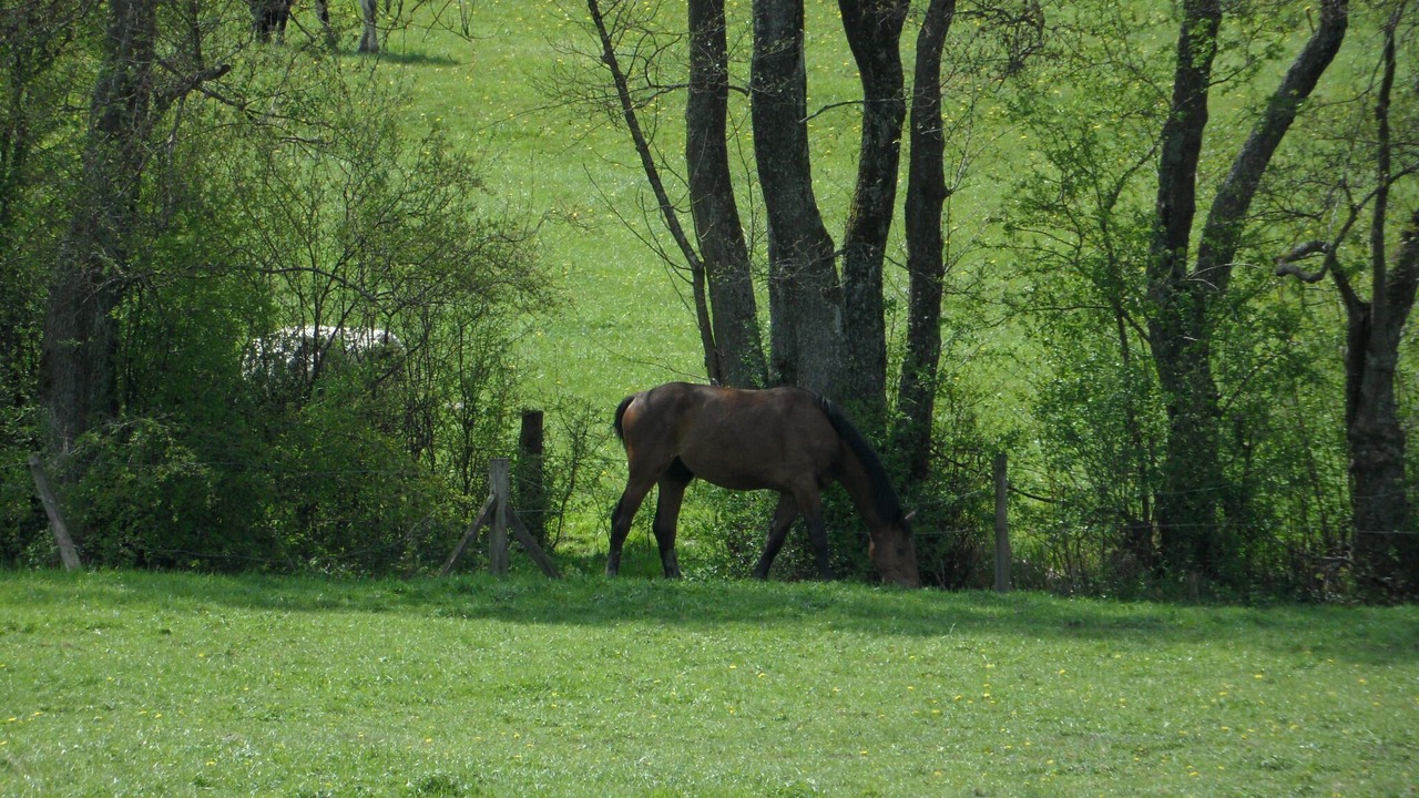 Photo of Outdoor in Bocquegney