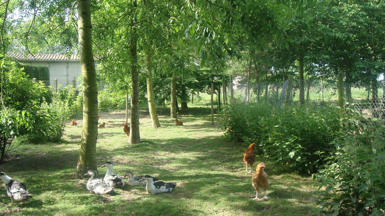 Photo of Outdoor in Nibas