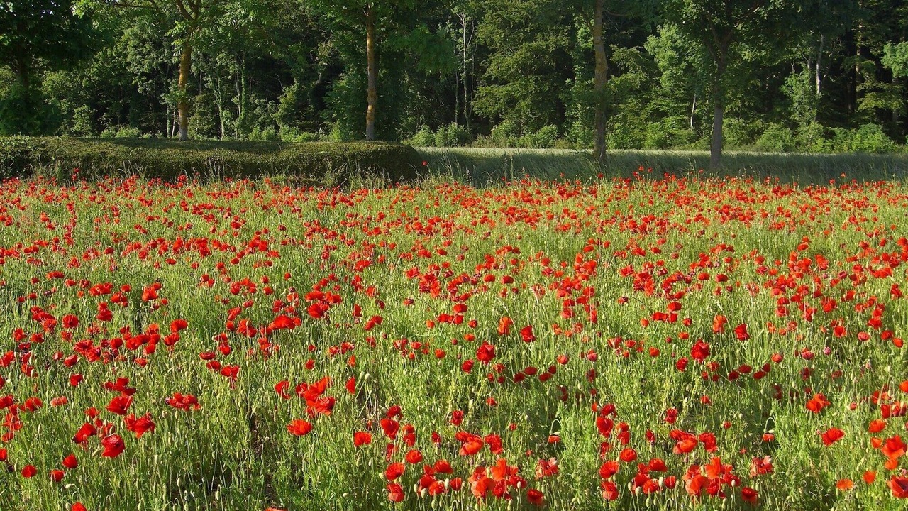 Photo of Outdoor in Nibas