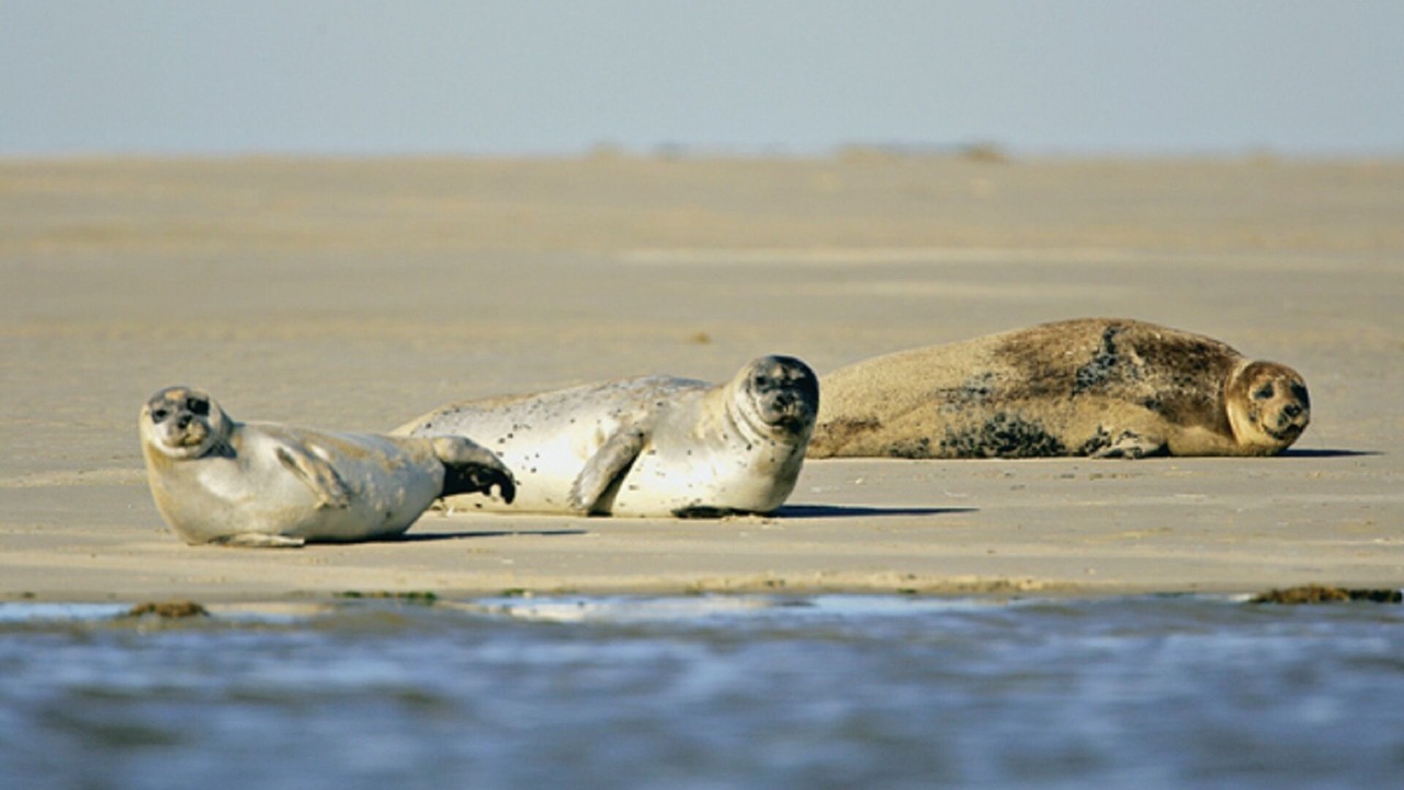 Photo of Others in Fort-Mahon-Plage