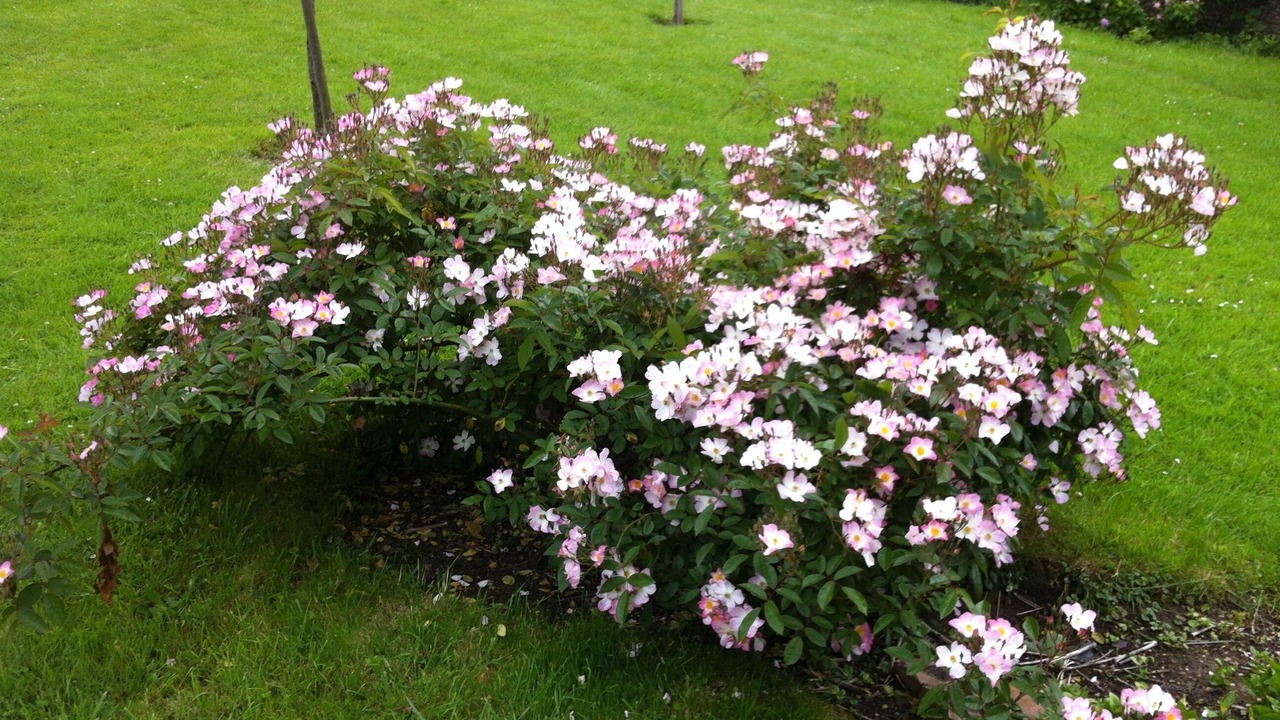 Photo of Outdoor in Langrune-sur-Mer