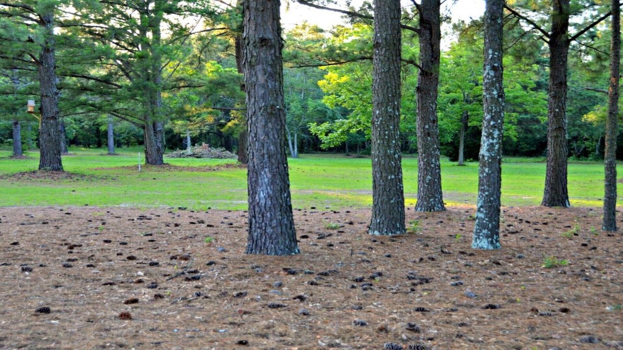 Photo of Outdoor in Aiken