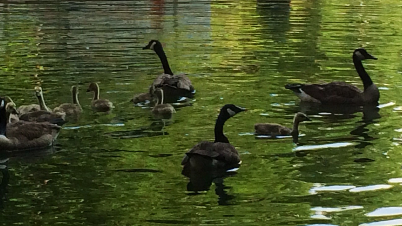 Photo of Others in Waleska