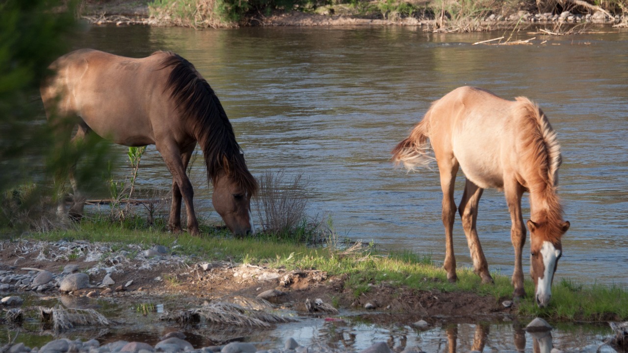 Photo of Others in Rio Verde Foothills