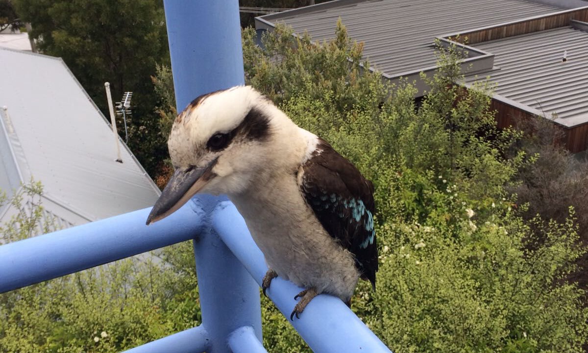 Photo of Outdoor in Lorne