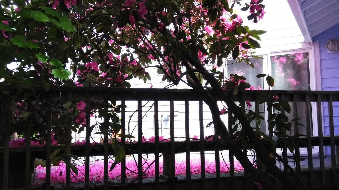 Photo of Outdoor in Olympia