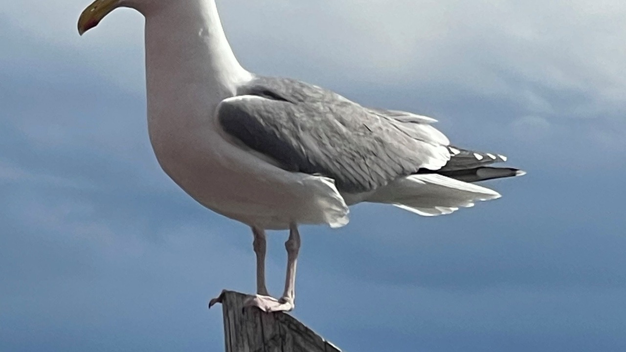 Photo of Others in Sebascodegan Island