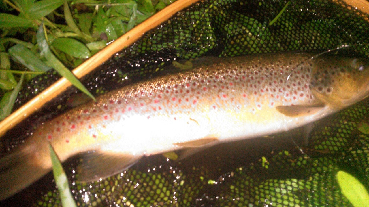 Photo of Outdoor in Pine River