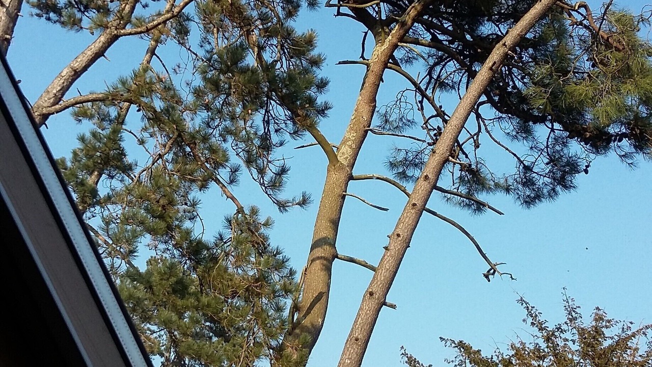 Photo of Others in Hardelot-Plage