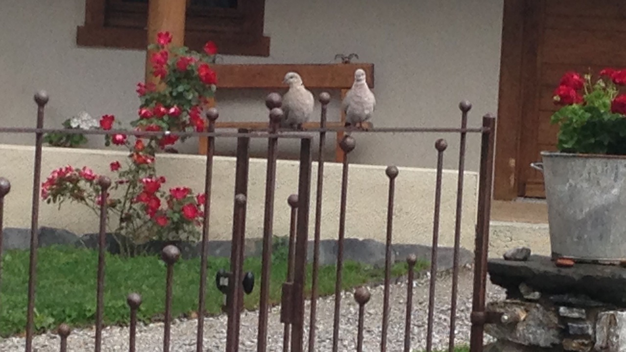 Photo of Outdoor in Laruns