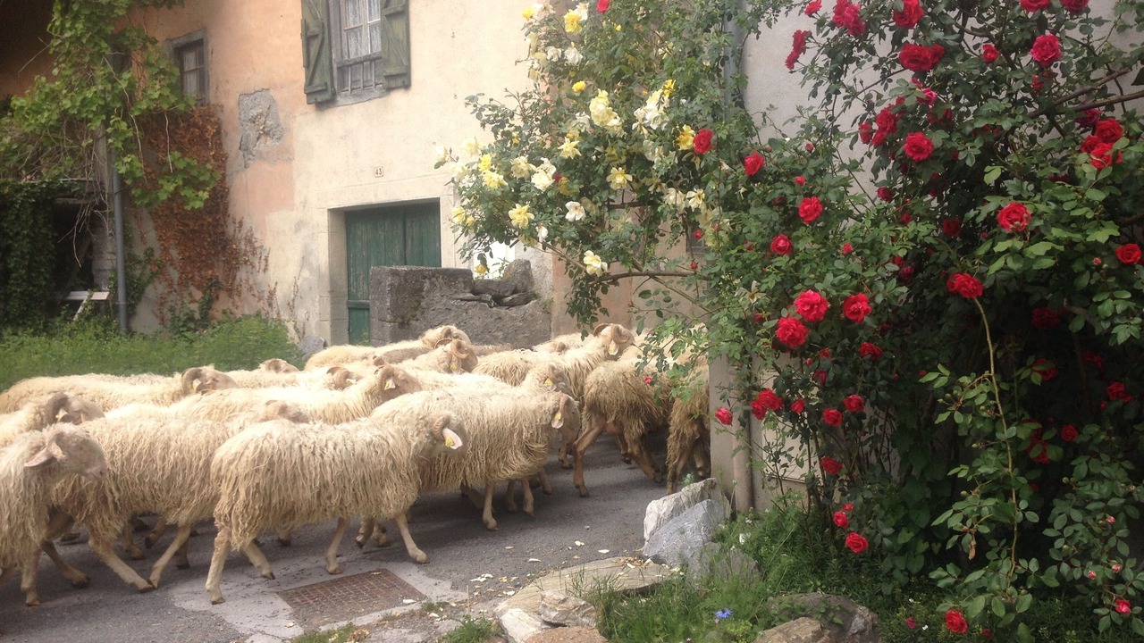 Photo of Outdoor in Laruns