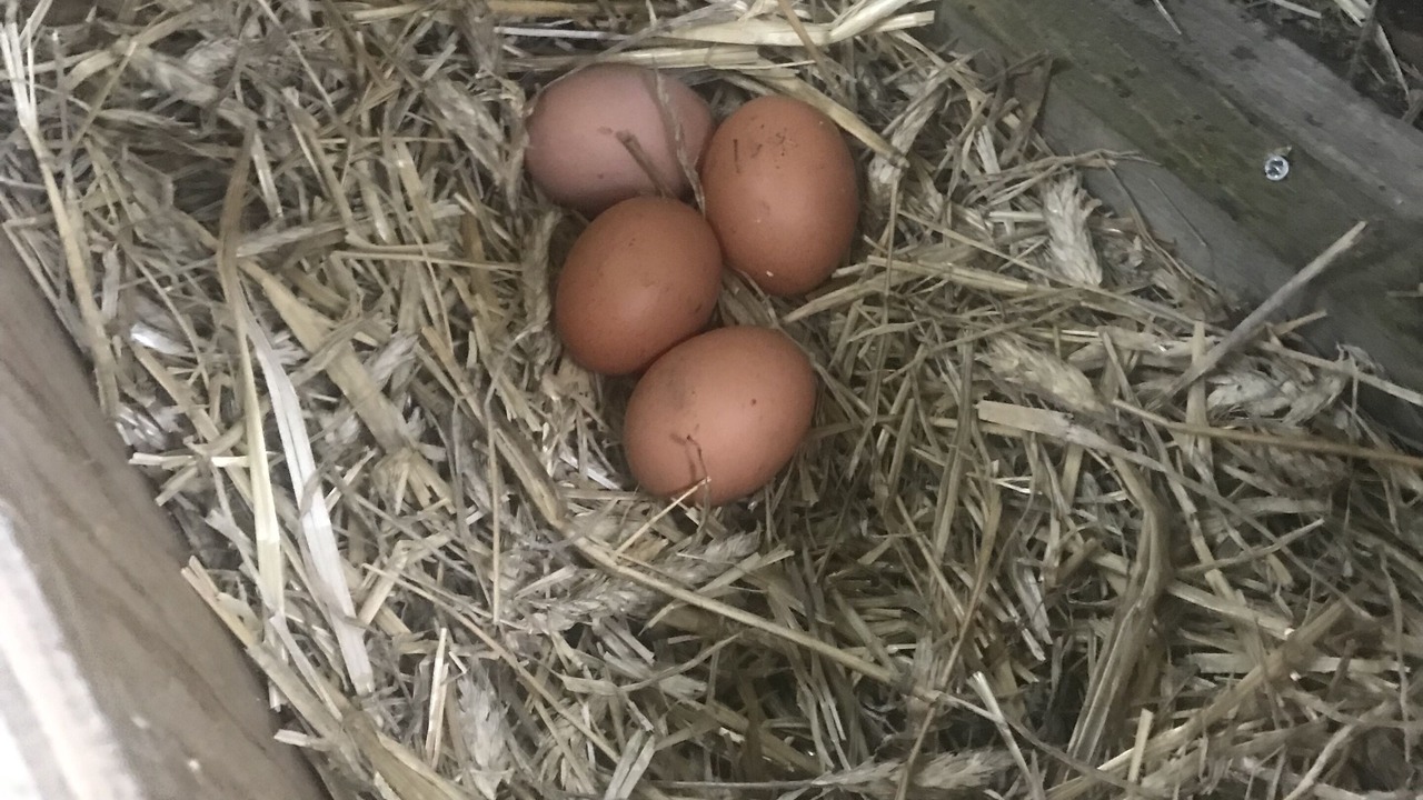 Photo of Others in Mailleres