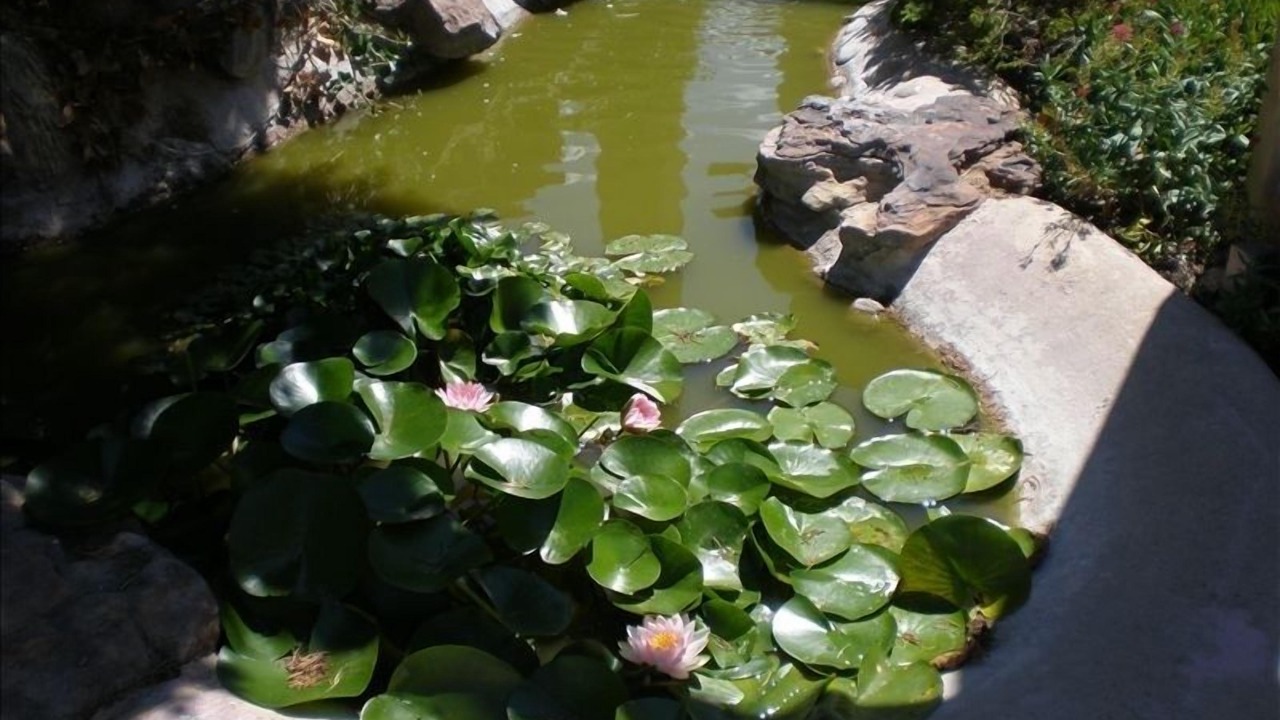 Photo of Others in Sandia Heights South
