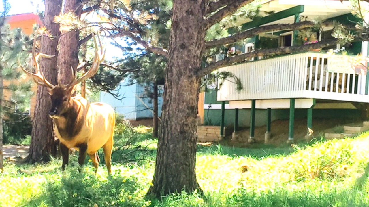 Photo of Others in Estes Park