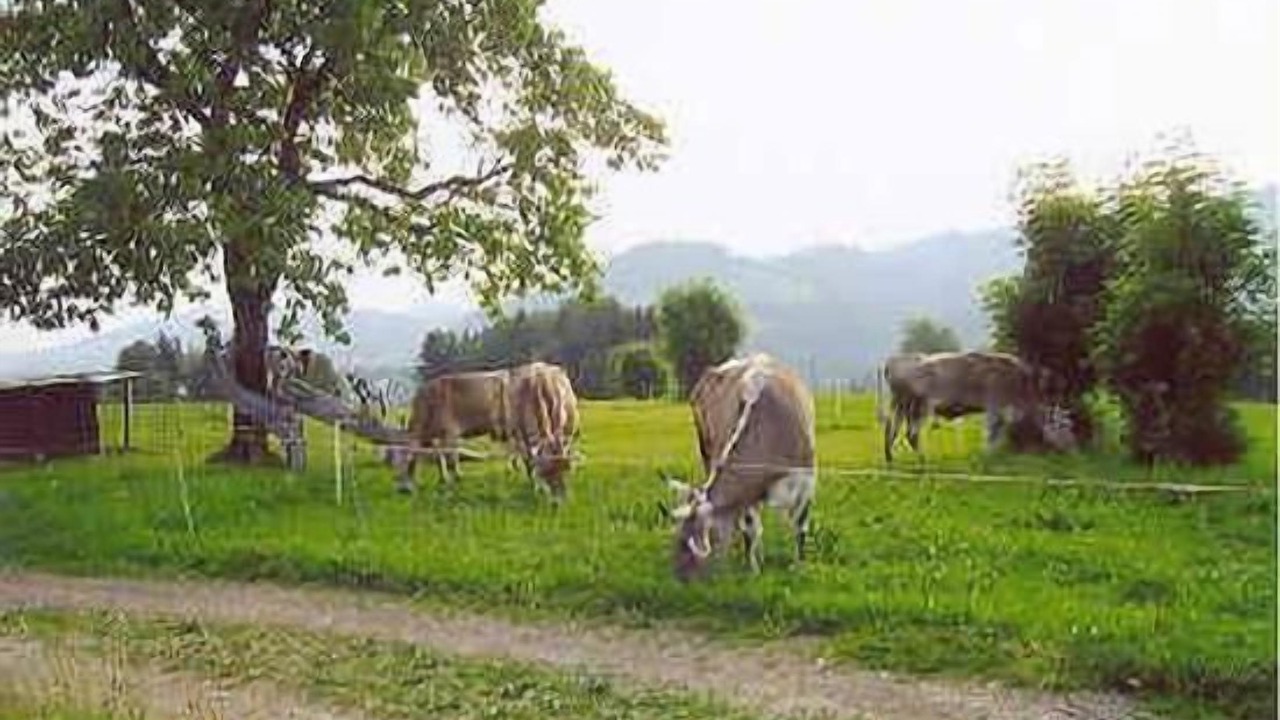 Photo of Others in Herisau
