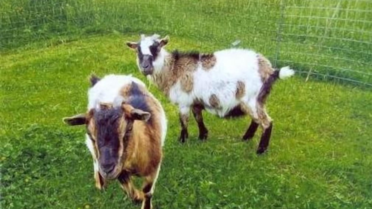 Photo of Others in Herisau