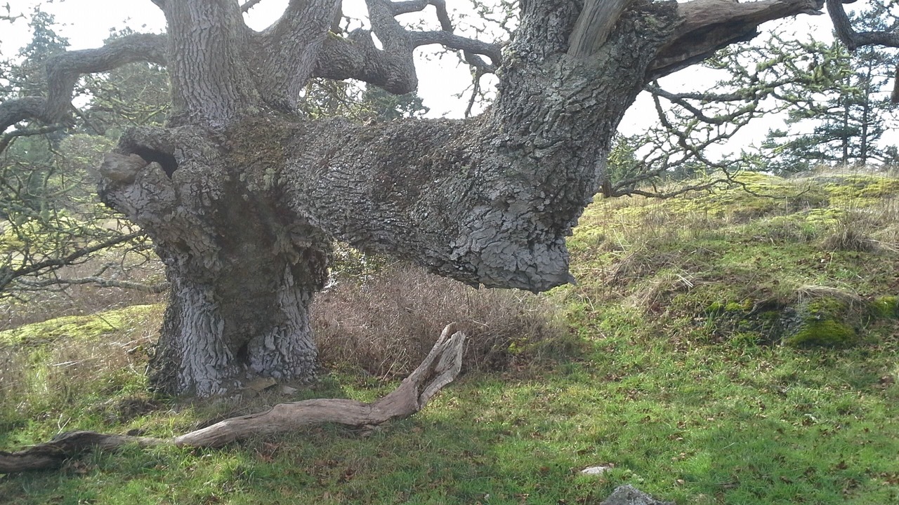 Photo of Others in Friday Harbor