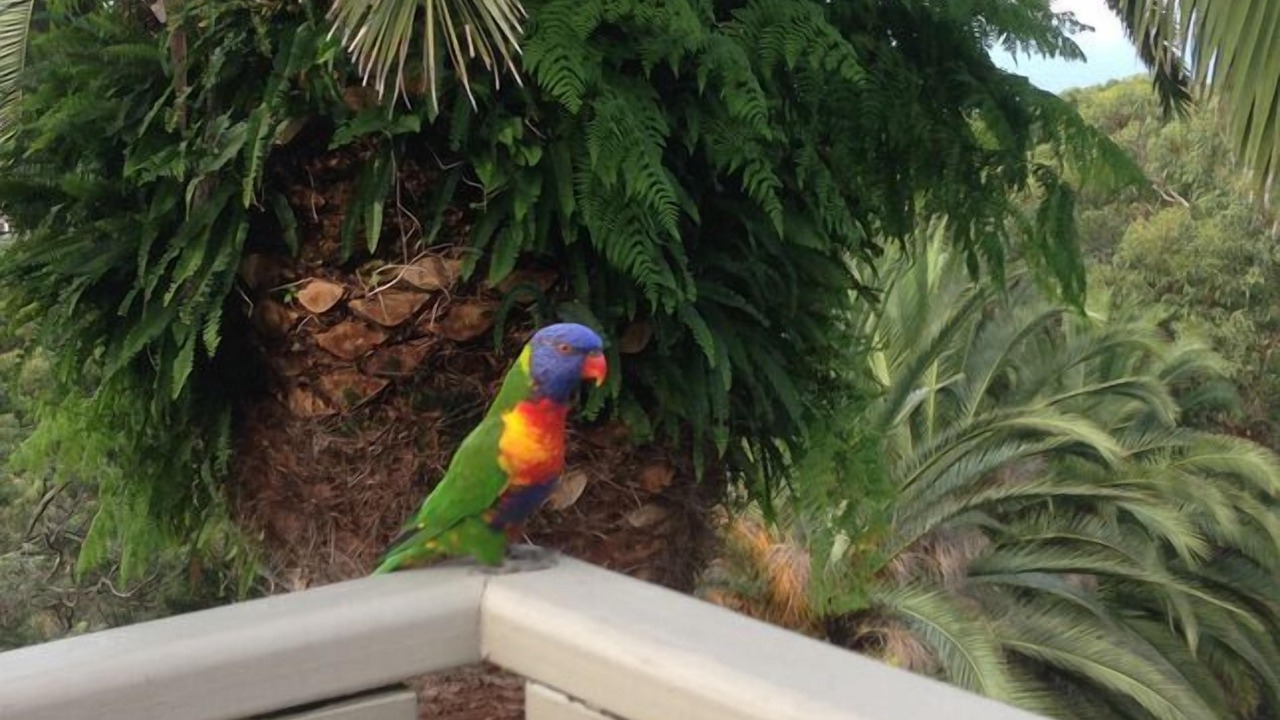 Photo of Outdoor in Bilgola Plateau