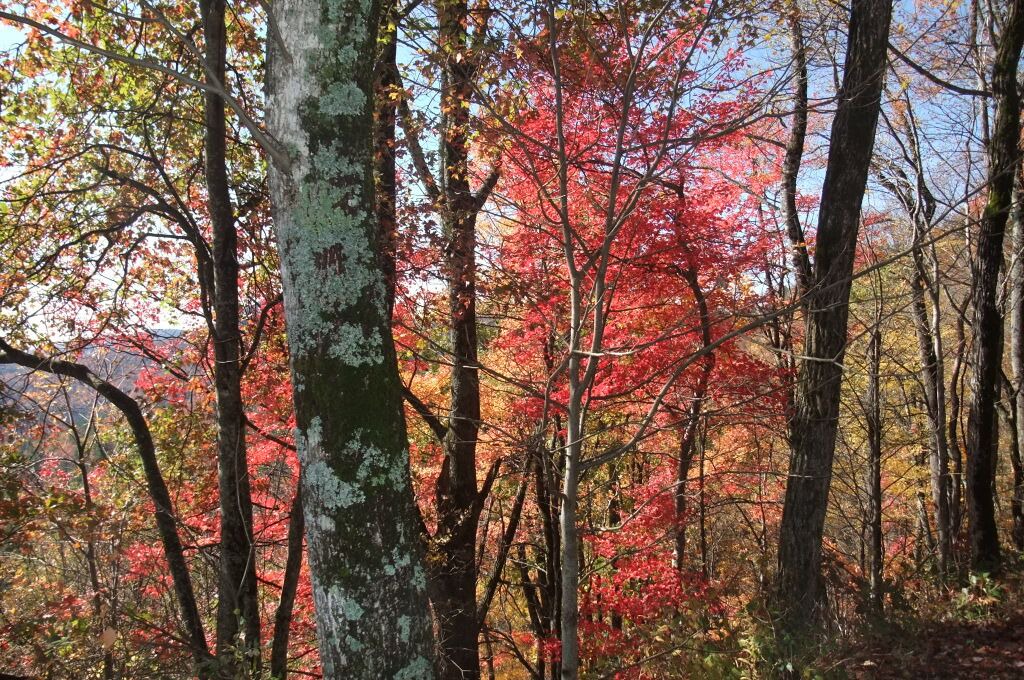 Photo of Outdoor in Cornelia