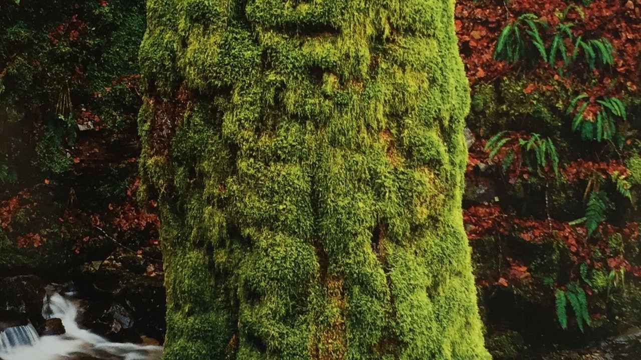 Photo of Others in Hot Springs