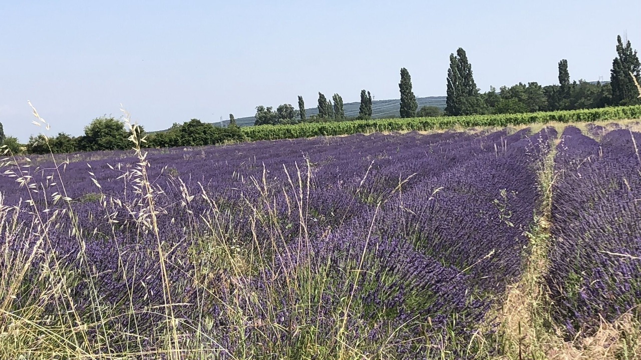 Photo of Outdoor in Gras