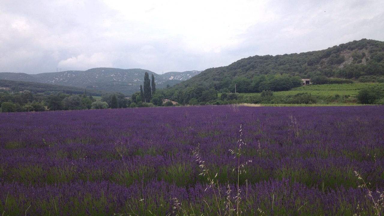 Photo of Outdoor in Gras