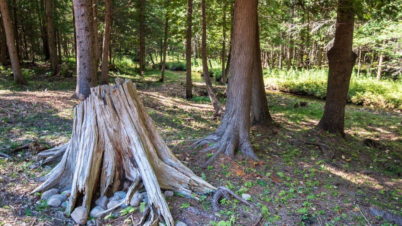 Photo of Outdoor in Boyne Falls