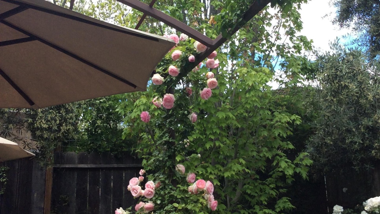 Photo of Patio Balcony in Yountville