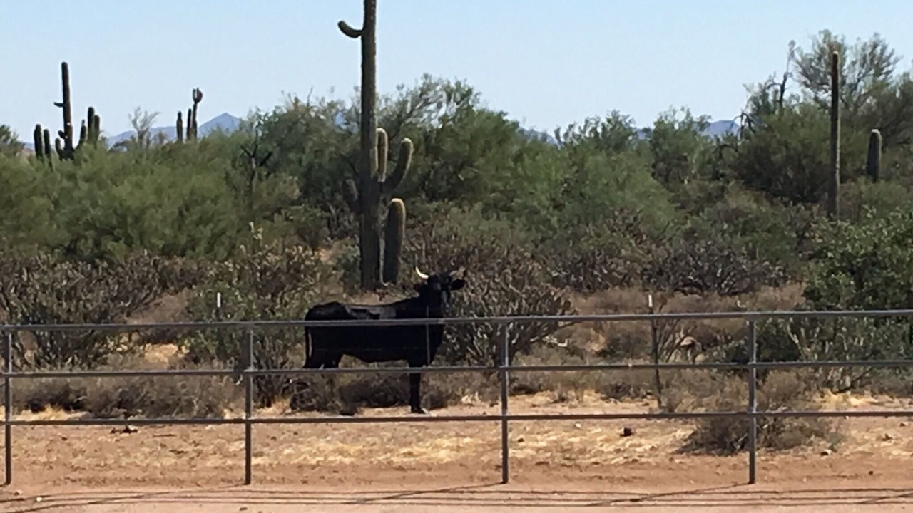 Photo of Outdoor in Rio Verde Foothills