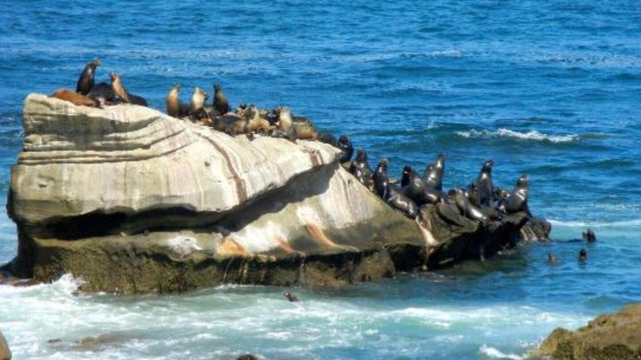 Photo of Others in Beach Barber Tract