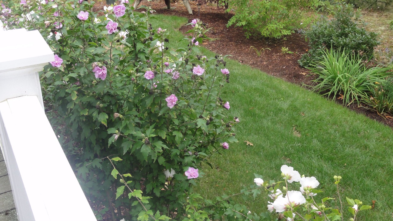 Photo of Others in South Chatham