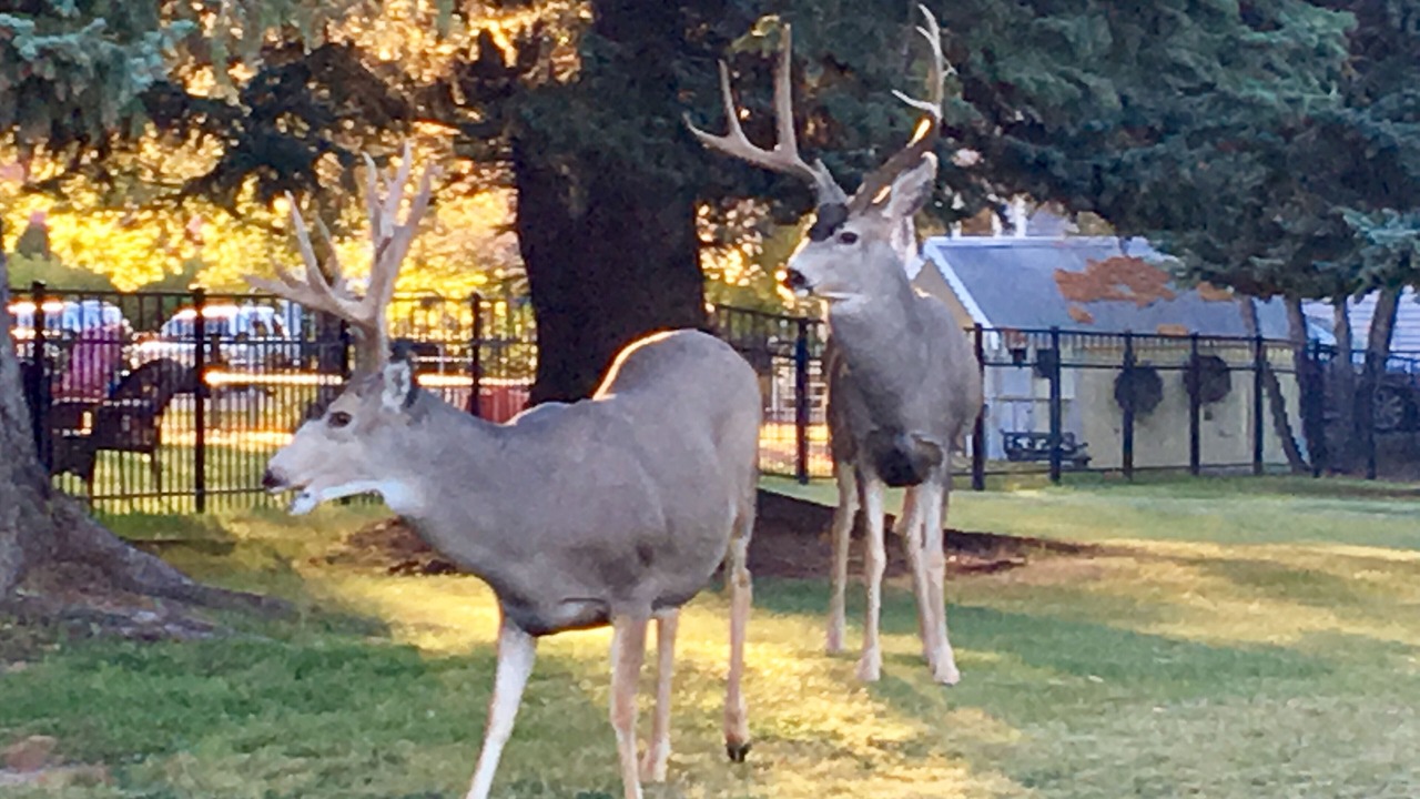 Photo of Outdoor in Lander