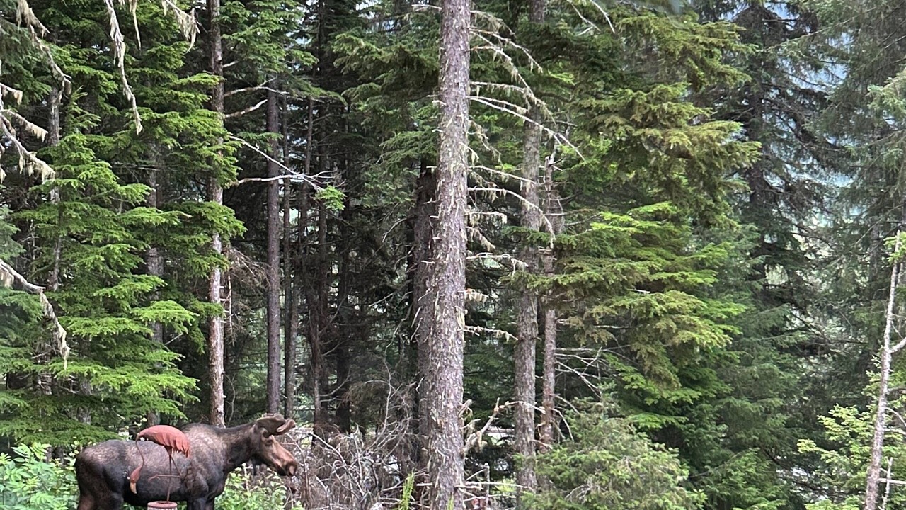 Photo of Others in Bear Creek