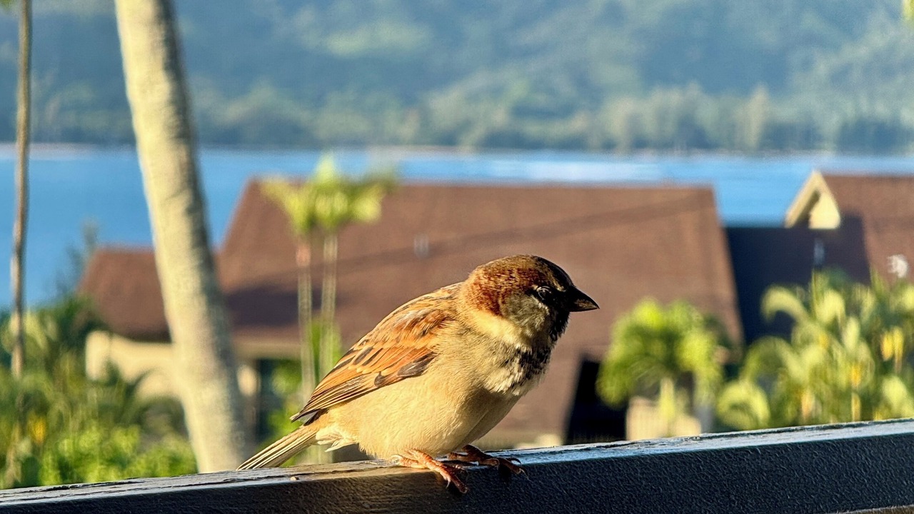 Photo of Others in Princeville