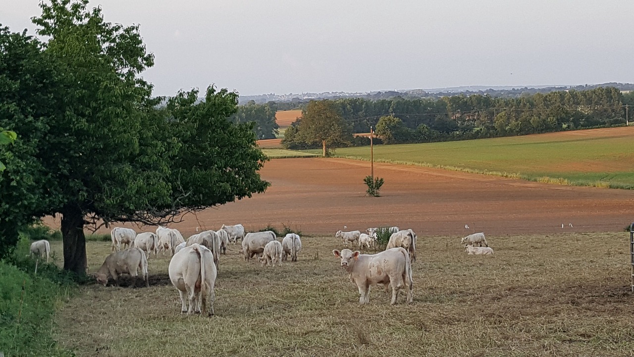 Photo of Outdoor in Thouarsais-Bouildroux