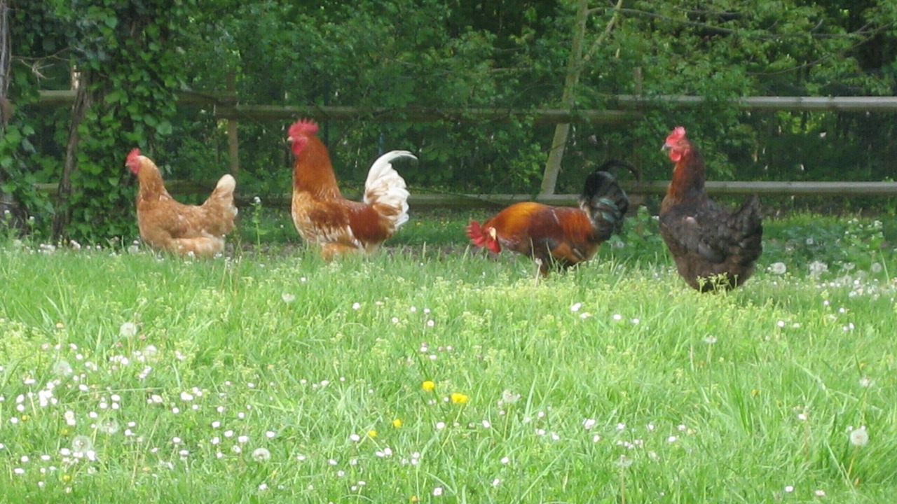 Photo of Outdoor in Blere